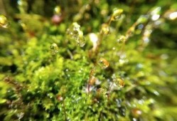 青苔手机在线观看,揭秘神秘世界的在线悬疑之旅