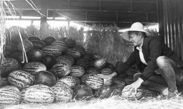 武都网红吃瓜群众事件真相,真相背后的网络舆论风暴