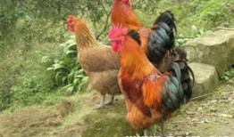 周公鸡爆料视频大全最新,揭秘娱乐圈幕后真相