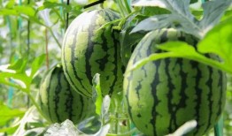 免费吃瓜哪里,带你探索网络娱乐新趋势