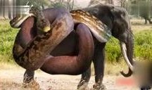 蟒蛇电影在线观看,惊悚刺激的在线观影之旅