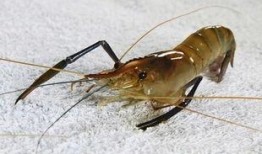 剥虾工人爆料怎么做视频,揭秘视频制作背后的辛酸与真相