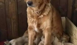 新闻爆料狗妈抛弃幼崽,温情背后的人性拷问