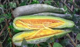 徽县网红吃瓜,揭秘当地美食文化新潮流