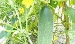 徽县网红吃瓜,揭秘当地美食文化新潮流