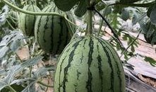 某音网红吃瓜,某音网红背后的惊人真相