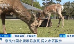 广州新闻爆料小鹿,小鹿爆料揭示城市生活新视角