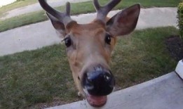 广州新闻爆料小鹿,小鹿爆料揭示城市生活新视角