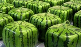 免费吃瓜哪里,带你探索网络娱乐新趋势