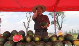 雪梨娱乐吃瓜,揭秘娱乐圈吃瓜背后的真相与内幕