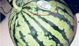 吃瓜网红泡泡,吃瓜网红的娱乐江湖