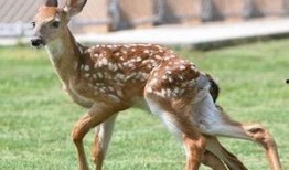 广州新闻爆料小鹿,小鹿爆料揭示城市生活新视角